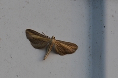 Eupithecia biornata