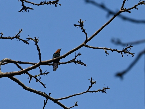 Forest Scimitarbill