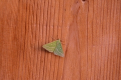 Thetidia smaragdaria