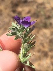 Phacelia davidsonii