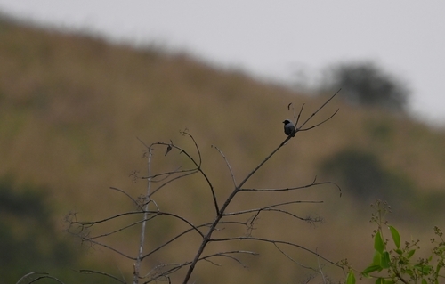 Grey-headed Nigrita