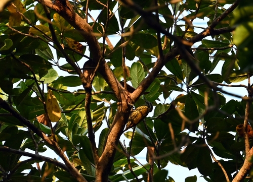 Melancholy Woodpecker