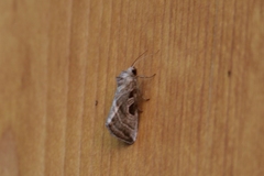 Eucarta virgo