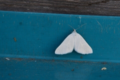 Lithostege farinata