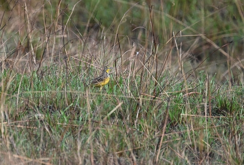 Yellow-throated Longclaw