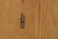 Crambus heringiellus