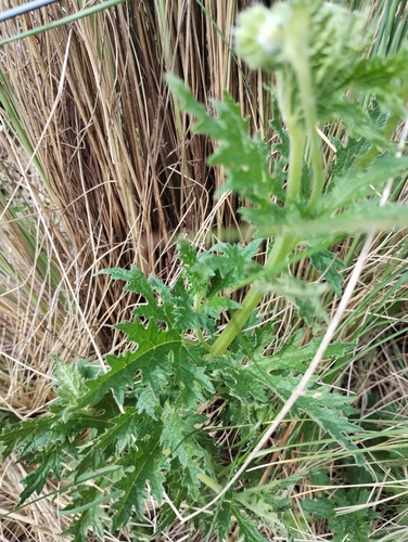 Blumenbachia hieronymi, photograph 6