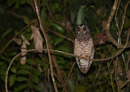 African Wood-Owl