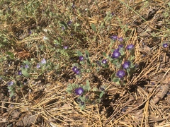 Phacelia davidsonii