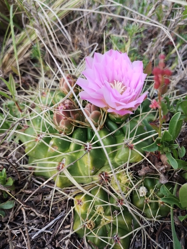 Gymnocalycium monvillei