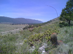 Ferocactus pilosus