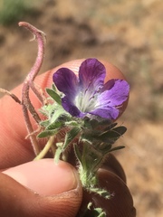 Phacelia davidsonii