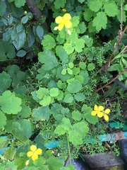 Chelidonium majus