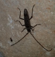 Elytrimitatrix undata