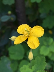 Chelidonium majus