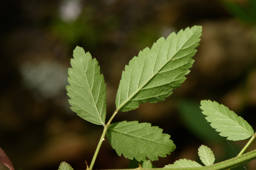 Rubus argutus