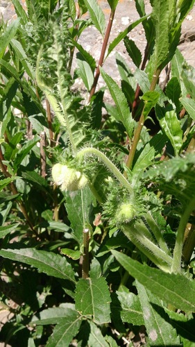 Caiophora clavata (Caiophora clavata)