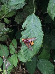 Volucella zonaria