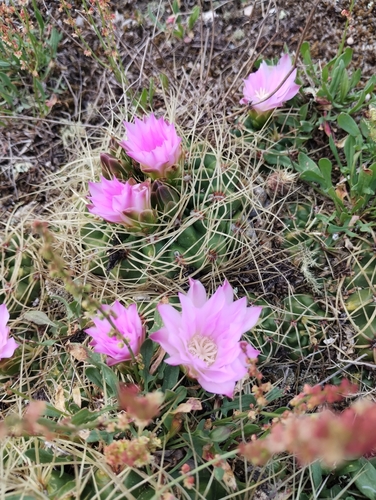 Gymnocalycium monvillei