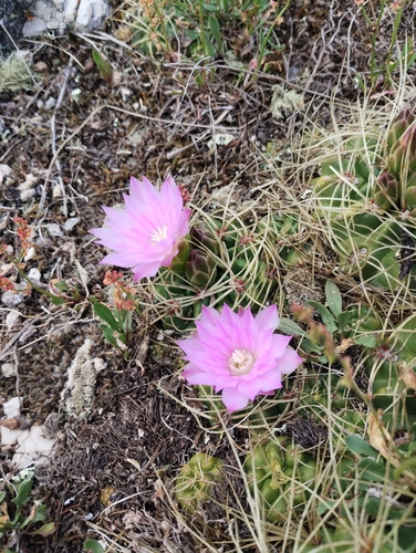 Gymnocalycium monvillei