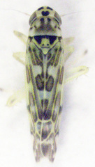 Eupteryx melissae