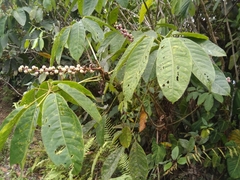 Sciodaphyllum ciliatum