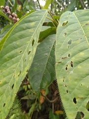 Sciodaphyllum ciliatum