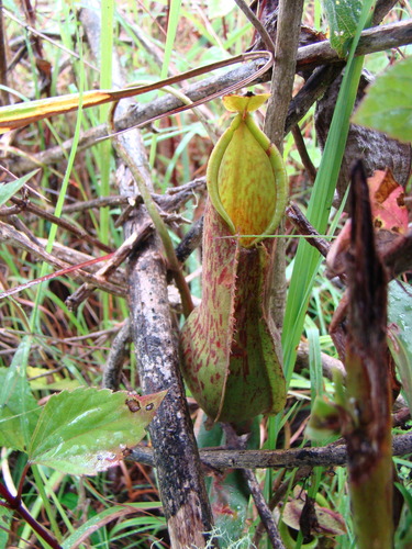 Nepenthes observed 2010-09-01