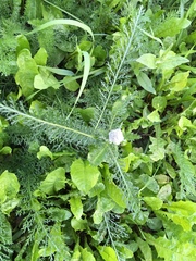 Achillea millefolium