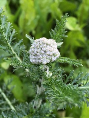 Achillea millefolium