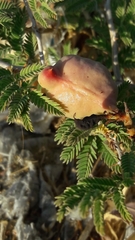 Prosopis farcta
