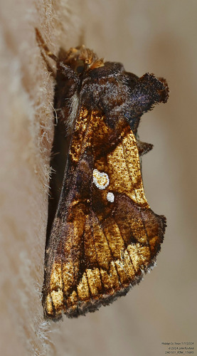 Golden Looper Moth photo 5