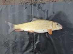 Moxostoma erythrurum