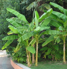 Musa basjoo
