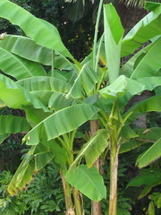 Musa basjoo