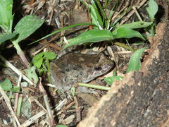 Leptodactylus validus