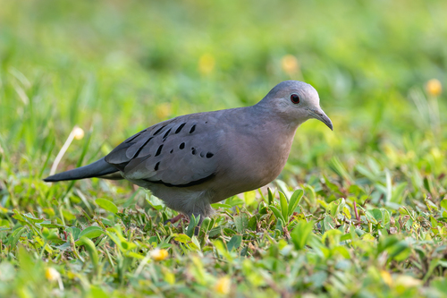 Ecuadorian Ground Dove (Columbina buckleyi), photo 4