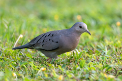 Ecuadorian Ground-Dove photo 2