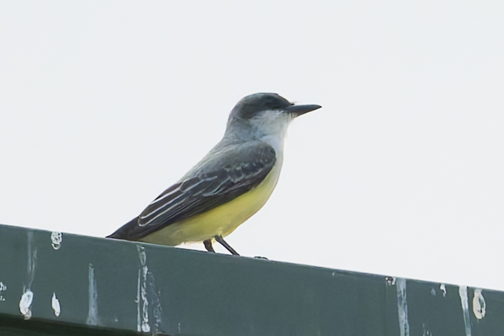 Snowy-throated Kingbird (Tyrannus niveigularis), photo 3