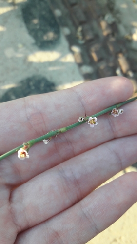 Horse-tail knotweed (Polygonum equisetiforme)