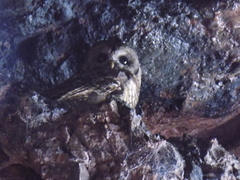 Strix occidentalis