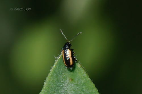 skočka obilná (Phyllotreta vittula)