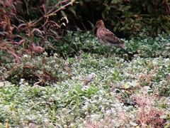 Gallinago nobilis