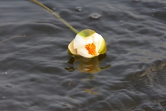 Nymphaea tetragona