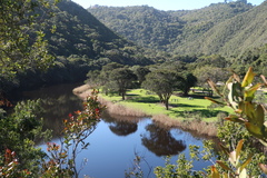 Afrocarpus falcatus