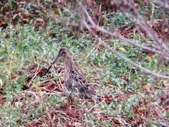 Gallinago nobilis