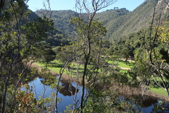 Afrocarpus falcatus