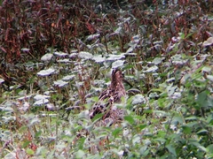 Gallinago nobilis