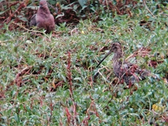 Gallinago nobilis
