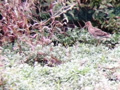 Gallinago nobilis